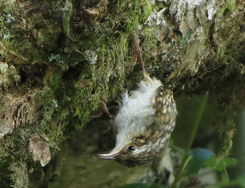 For a treecreeper, this mossy branch is an ideal hunting ground for insects.