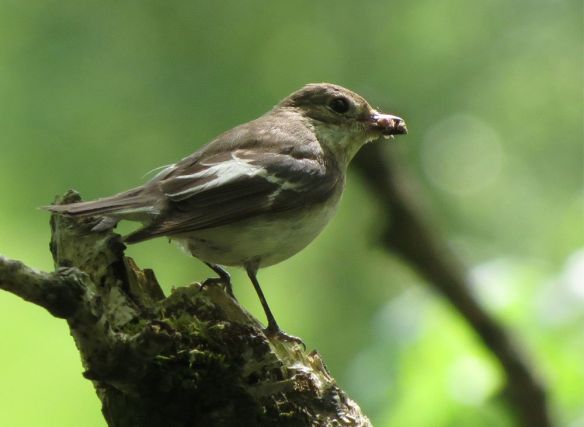 Pied flycatcher with a beakful of insects