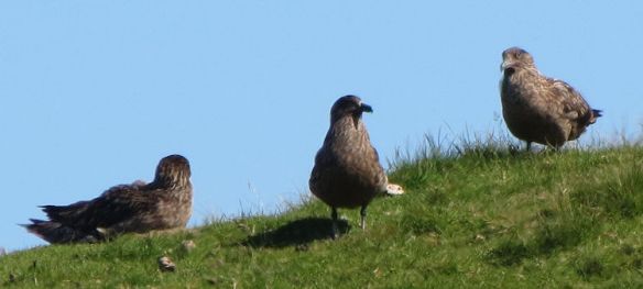 Bonxies - or great skuas... piratical birds that live by nicking the food off other birds, and dive-bomb any humans who dare to venture anywhere close to their nests. They certainly add to the air of wildness at Hermaness!